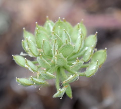 Alyssum umbellatum