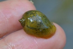 Ampullaceana balthica