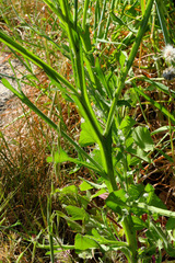 Centaurea napifolia