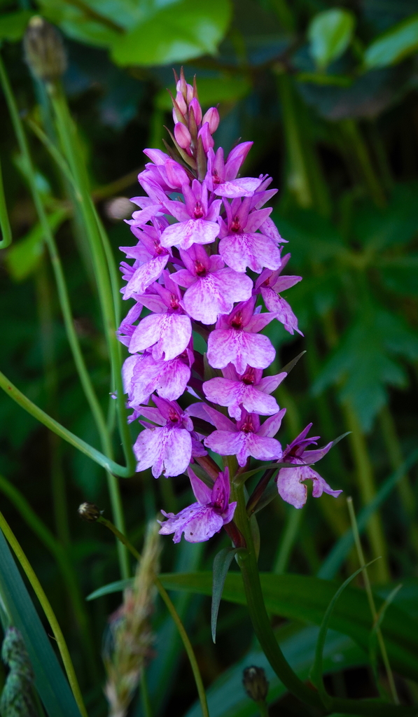 Madeira Orchid