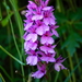 Madeira Orchid - Photo (c) desertnaturalist, some rights reserved (CC BY), uploaded by desertnaturalist