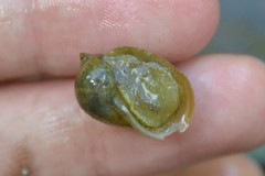 Ampullaceana balthica