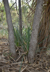 Pandanus cookii