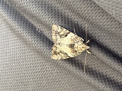 Catocala micronympha