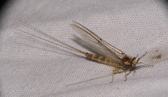 Ephemera lineata