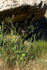 Centaurea napifolia