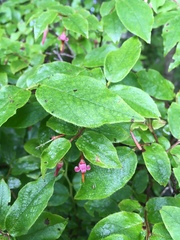 Vaccinium erythrocarpum