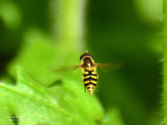 Epistrophella emarginata