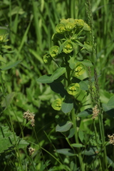 Euphorbia borodinii