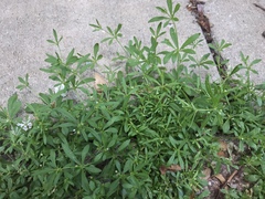 Mollugo verticillata