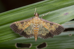 Ategumia adipalis
