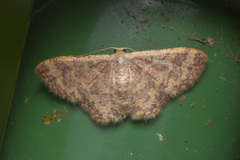 Lophophleps phoenicoptera