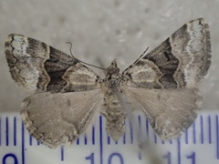 Dichromodes aristadelpha