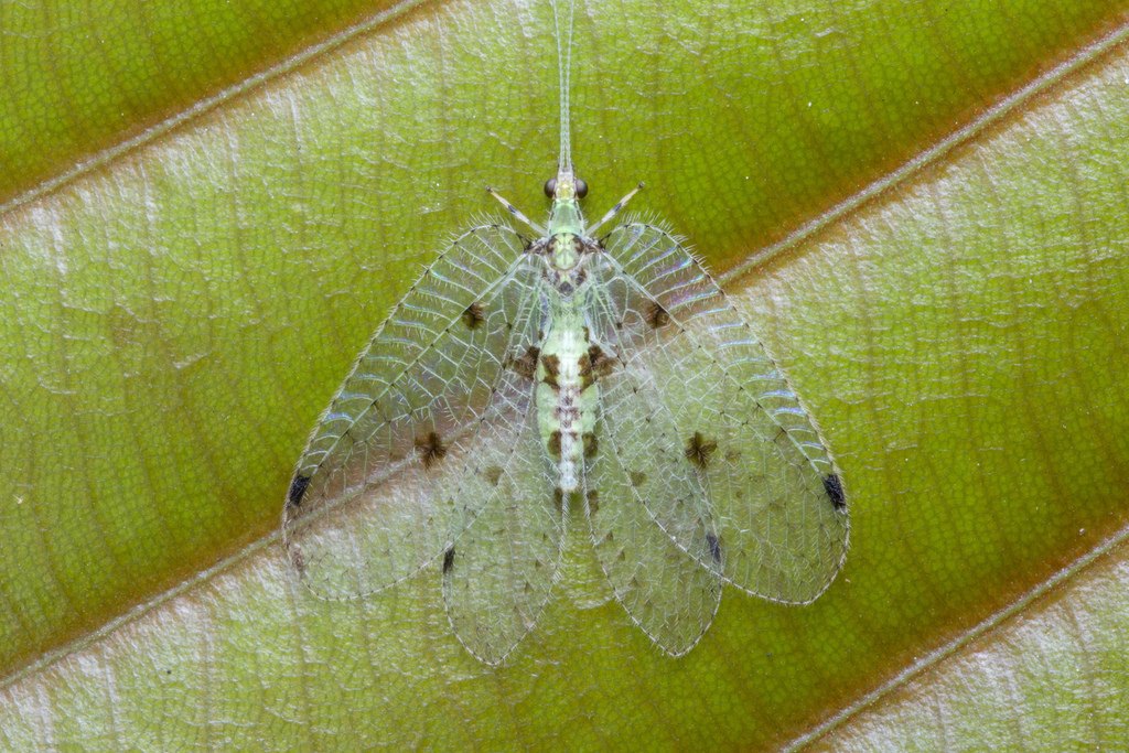 Ankylopteryx anomala