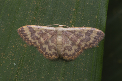 Lophophleps phoenicoptera