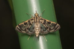 Rhimphalea
