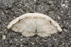 Callidrepana gelidata
