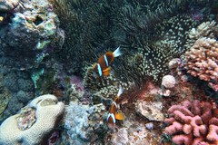 Amphiprion