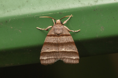 Flammona quadrifasciata