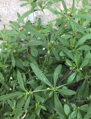 Mollugo verticillata