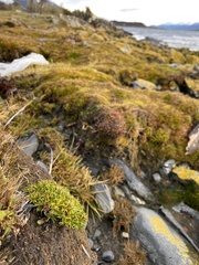 Colobanthus quitensis