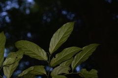 Alangium villosum