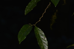 Alangium villosum