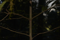 Alangium villosum