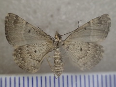 Dichromodes aristadelpha