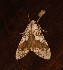 Tessella sertata