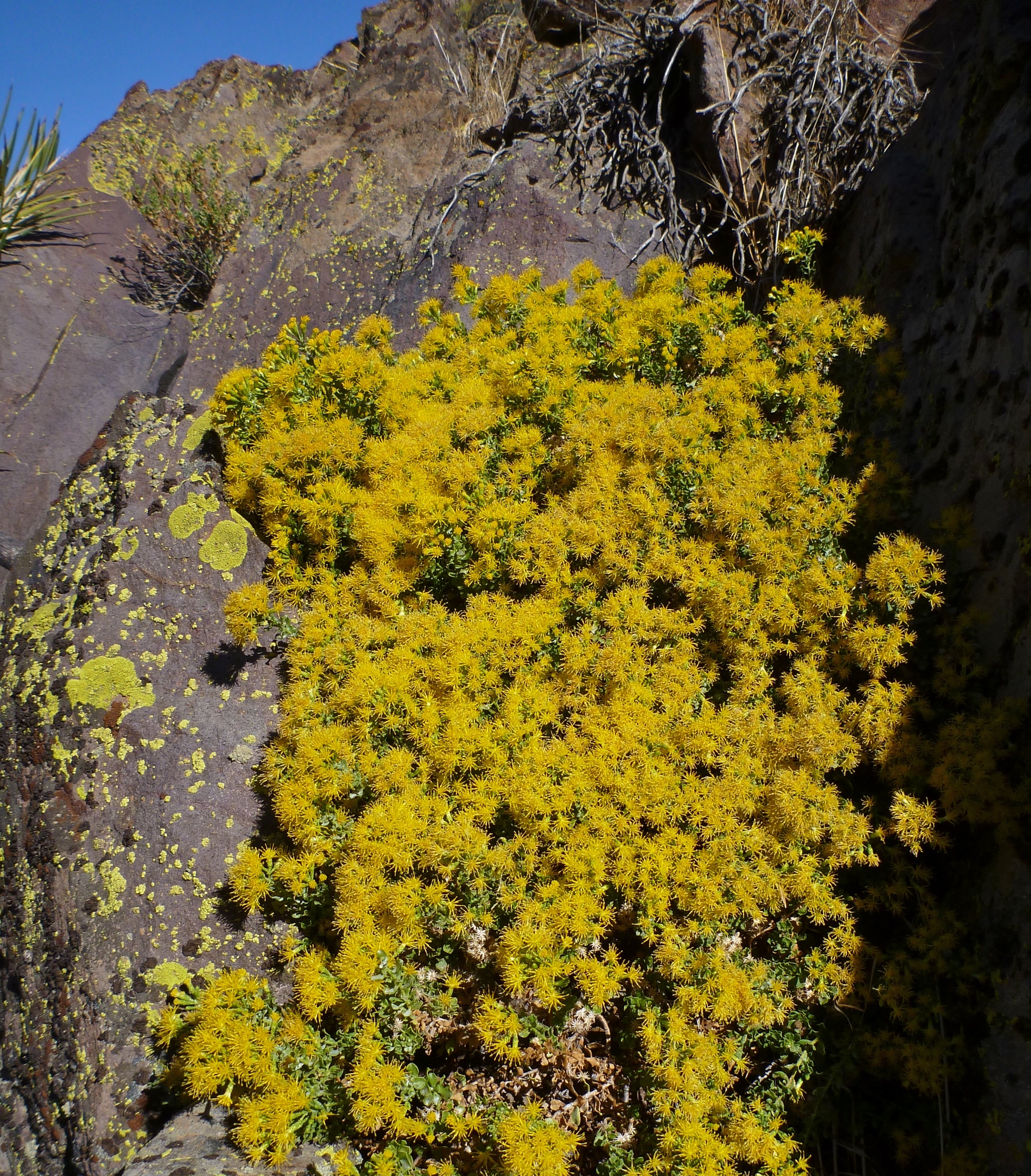 Ericameria cuneata var. spathulata