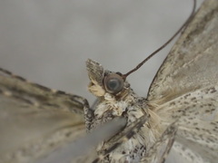 Dichromodes aristadelpha