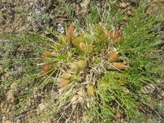 Oxytropis squammulosa