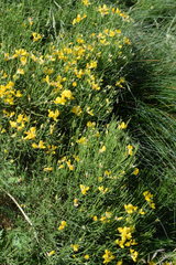 Genista radiata