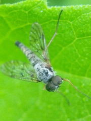 Chrysopilus andersoni