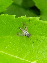 Chrysopilus andersoni