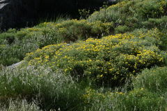 Genista radiata