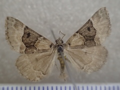 Dichromodes aristadelpha