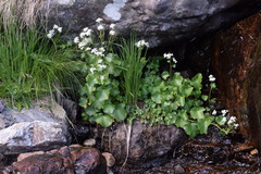 Cardamine asarifolia