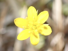 Blackstonia acuminata