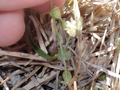 Blackstonia acuminata