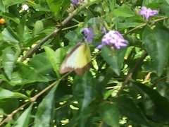 Appias lyncida vasava