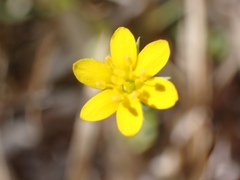 Blackstonia acuminata