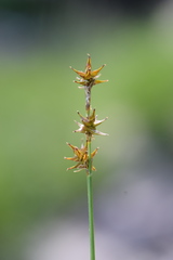 Stellulatae