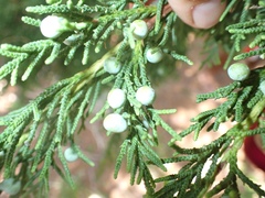 Juniperus bermudiana