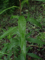 Solidago gigantea