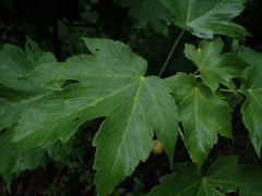 Acer pseudoplatanus