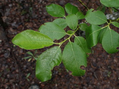 Salix caprea