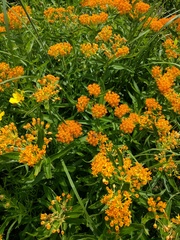 Asclepias tuberosa interior