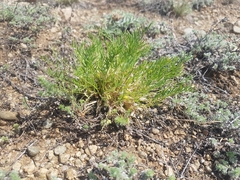 Oxytropis squammulosa